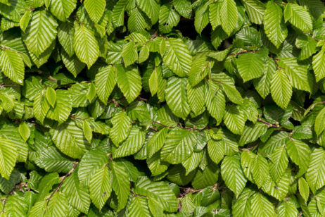 Free Image: Green Leaves background | Libreshot Public Domain Photos
